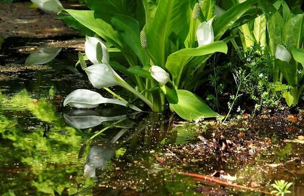 Bijzondere natuur en typische vegetaties