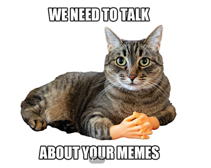 meme cat