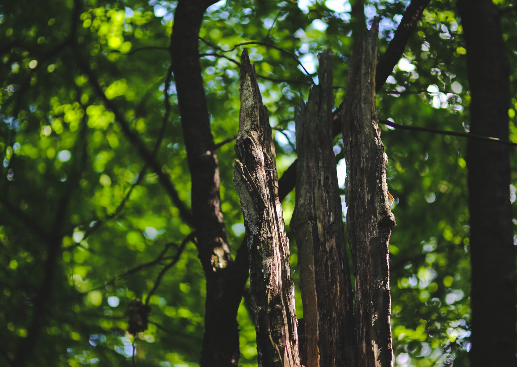 Uitstap plantentuin Meise