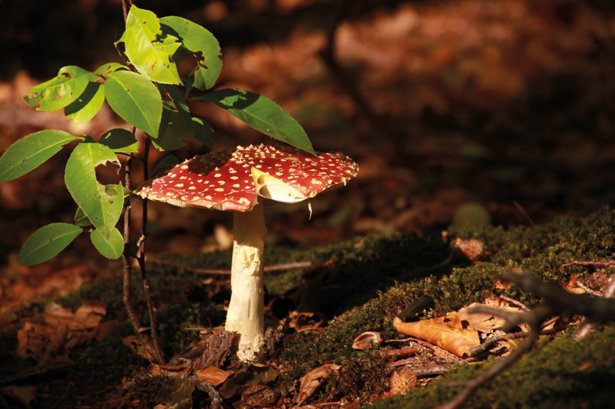 Paddenstoelenwandeling