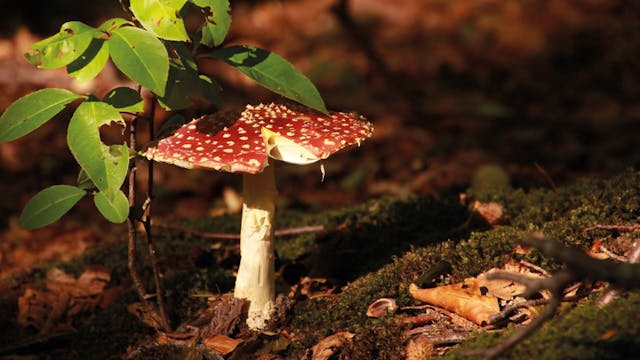 Paddenstoelenwandeling