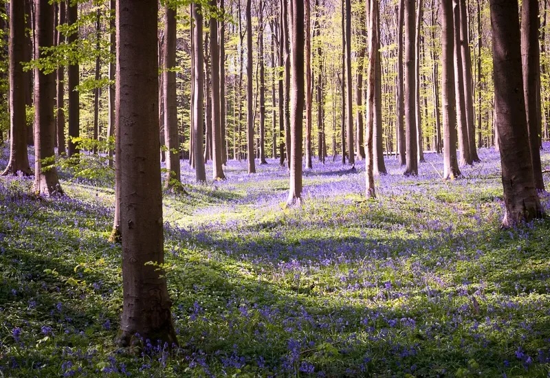 Hallerbos