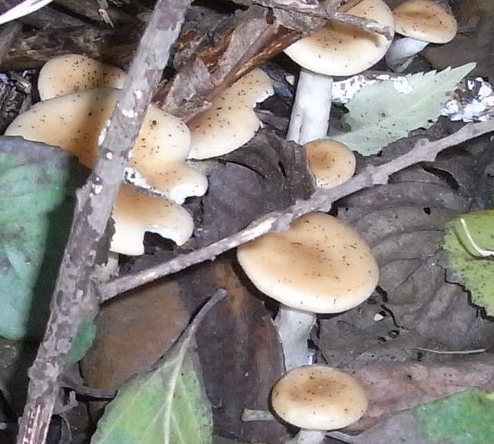 Interdépendance des espèces : tout est lié !