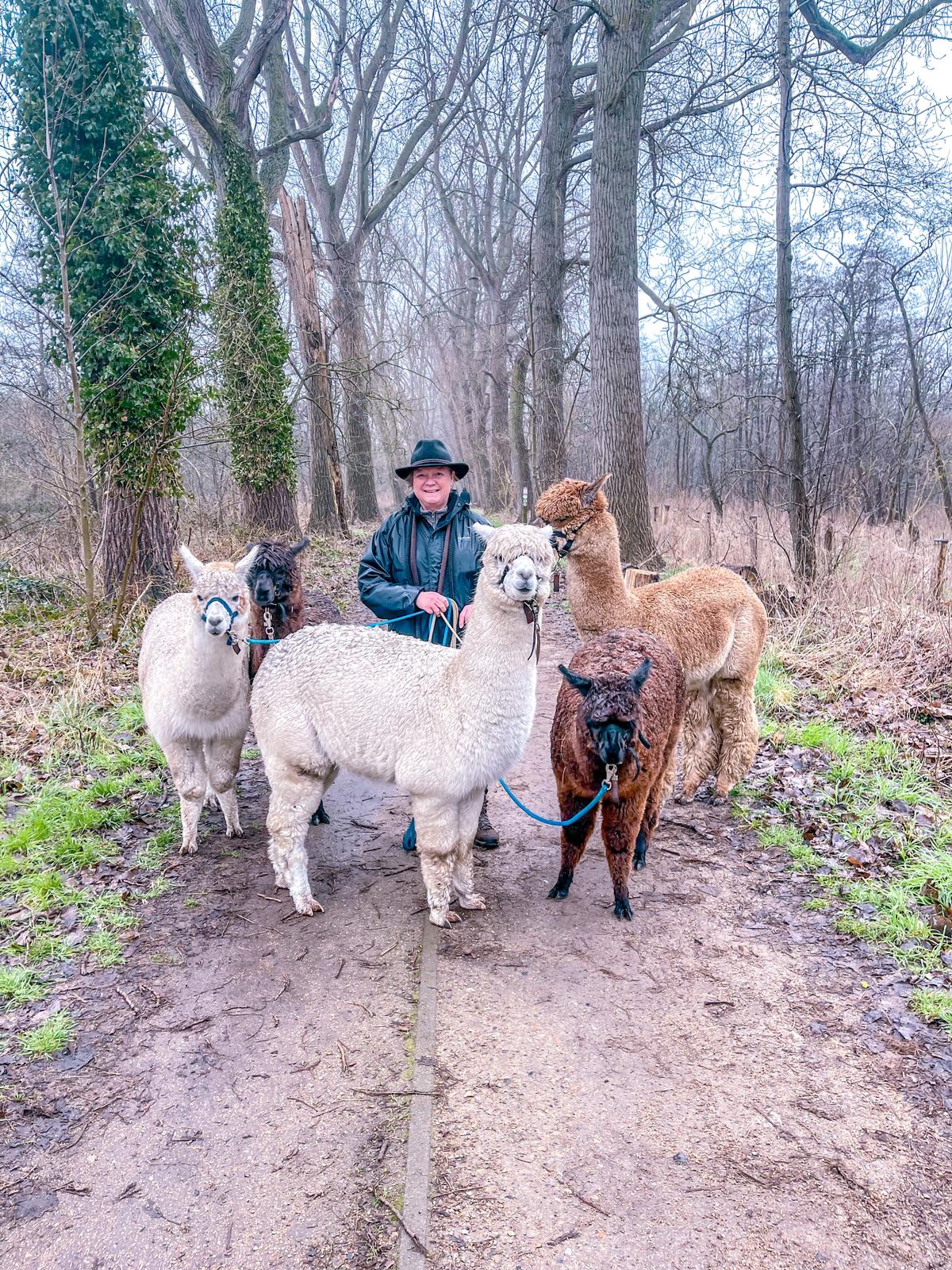 Wandelen met Alpaca's 
