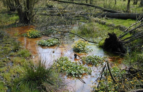 Lentekriebelwandeling