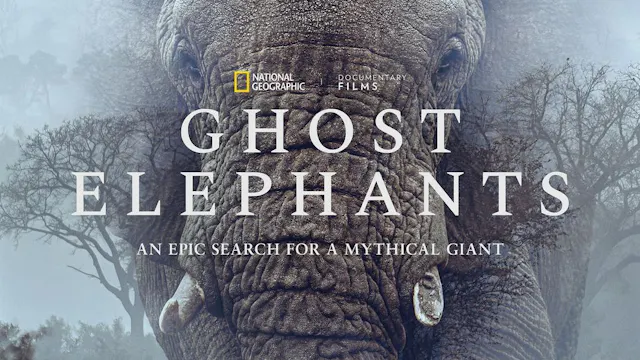 Ghost Elephants
