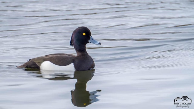 Turen naar vogelkuren