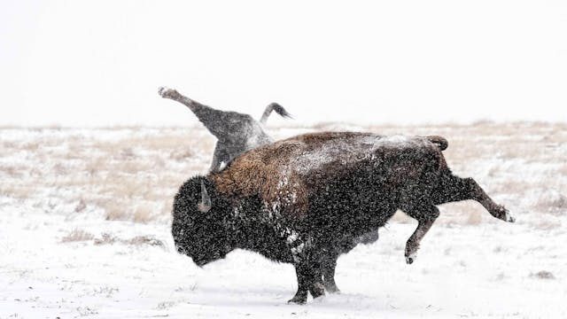 Petty Bison - Thomas Vantuycom