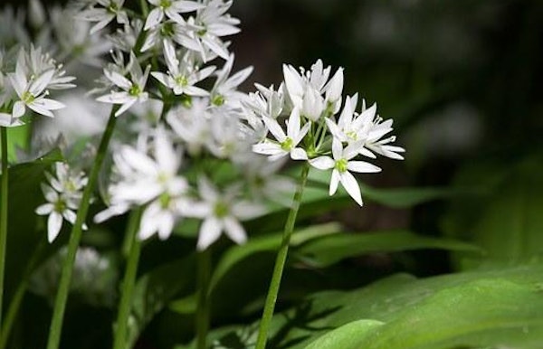 Bruikbare kruiden in de natuur