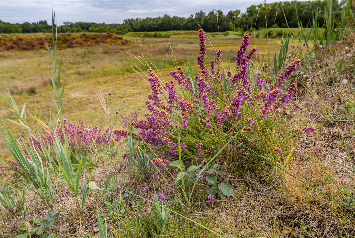 wildpluk
