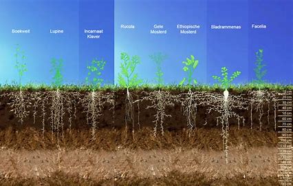 Nateelten en groenbemesters