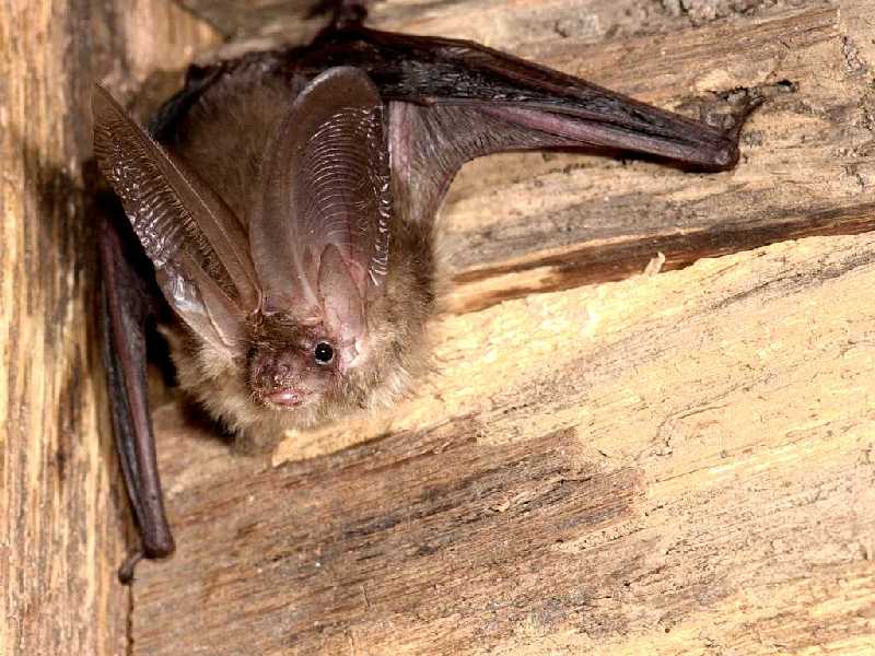 Schemerwandeling - Vleermuizen.jpg