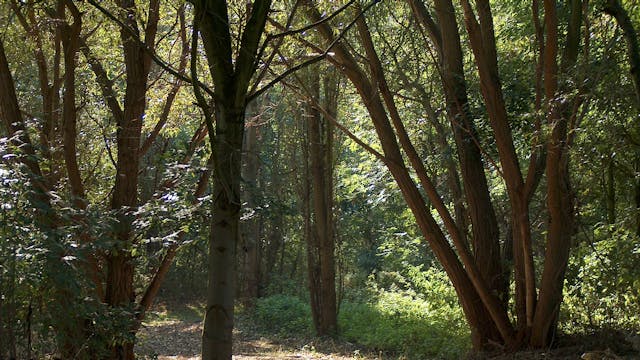 wandelpad Neteland