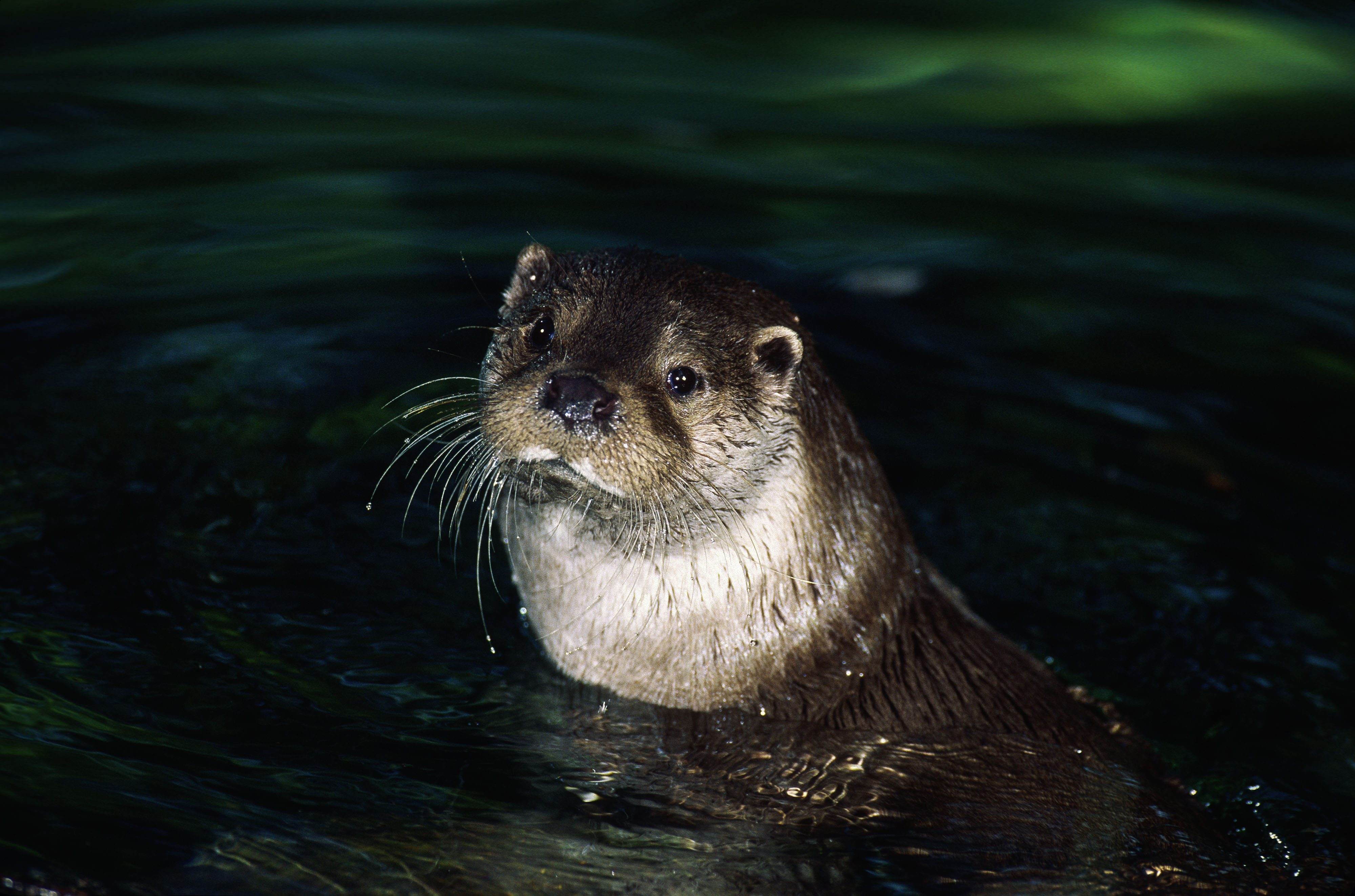 otter