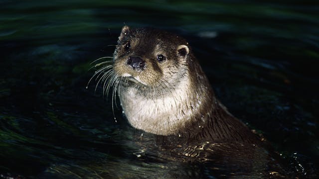 otter