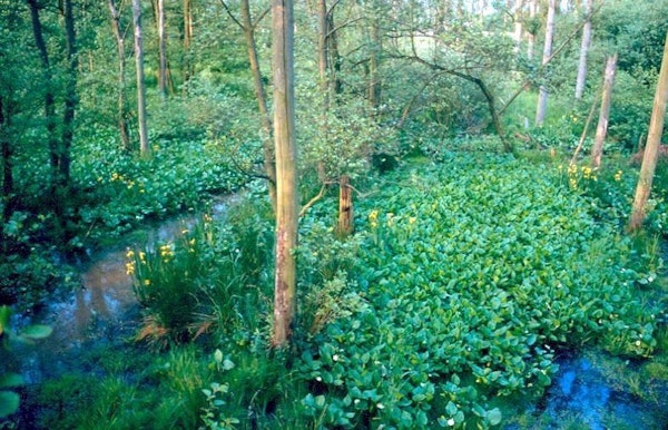 Zomerse beekvalleiwandeling