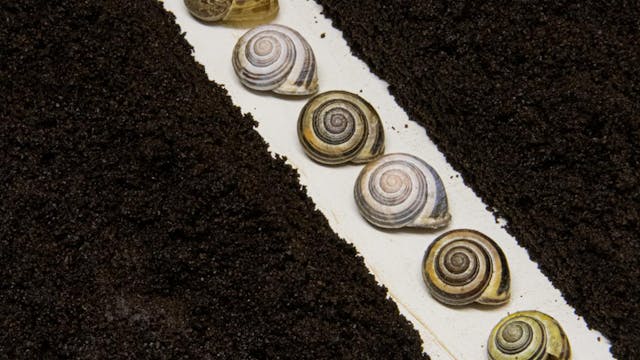 Foto van slakkenhuisjes op een rij