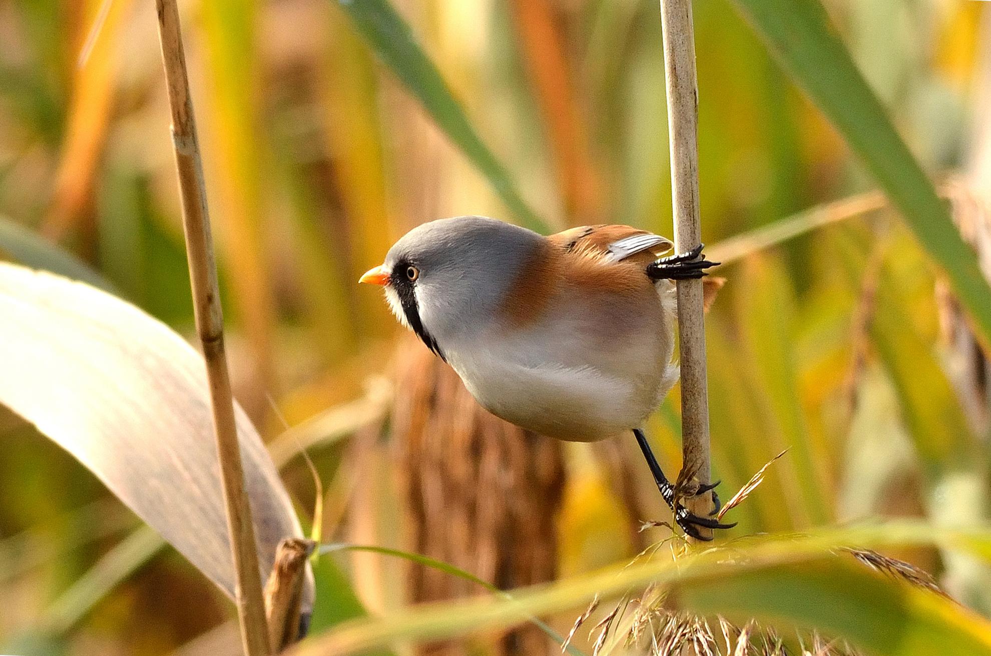 Natuurpunt