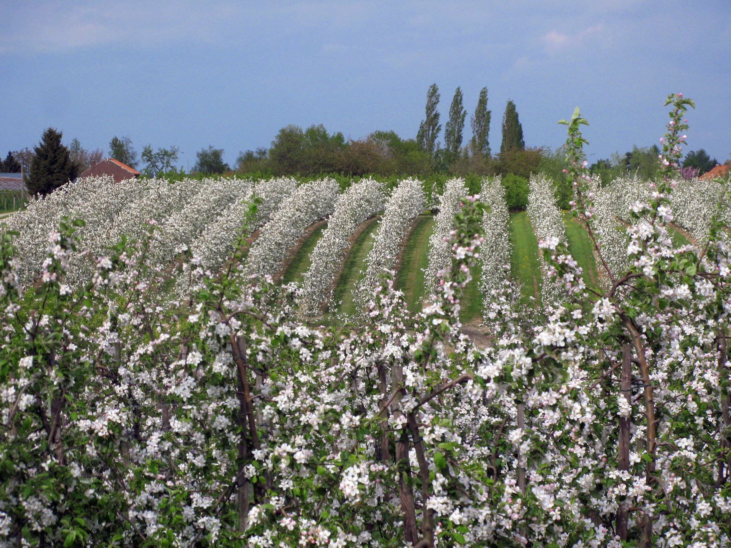 Boomgaard in Borgloon