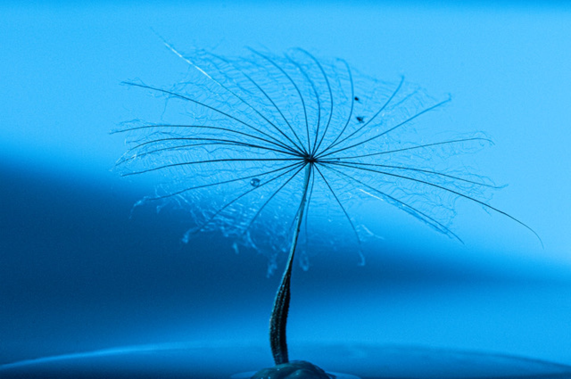 © Frieda Vander Meersch