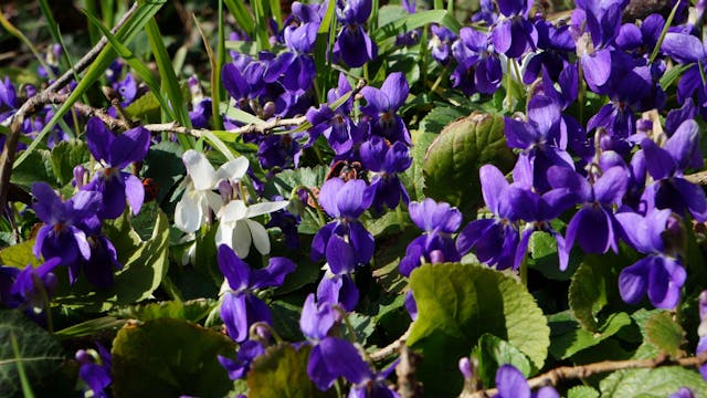 Gezinswandeling: Cotthembos