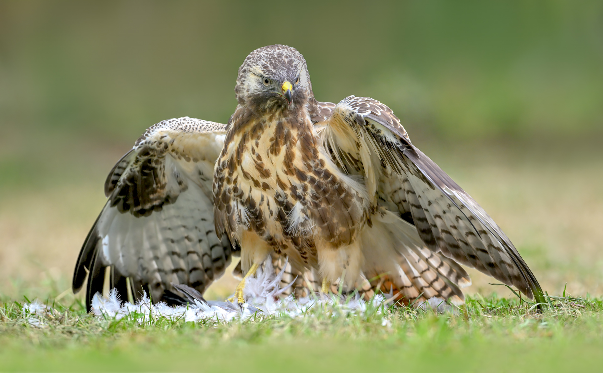 Buizerd