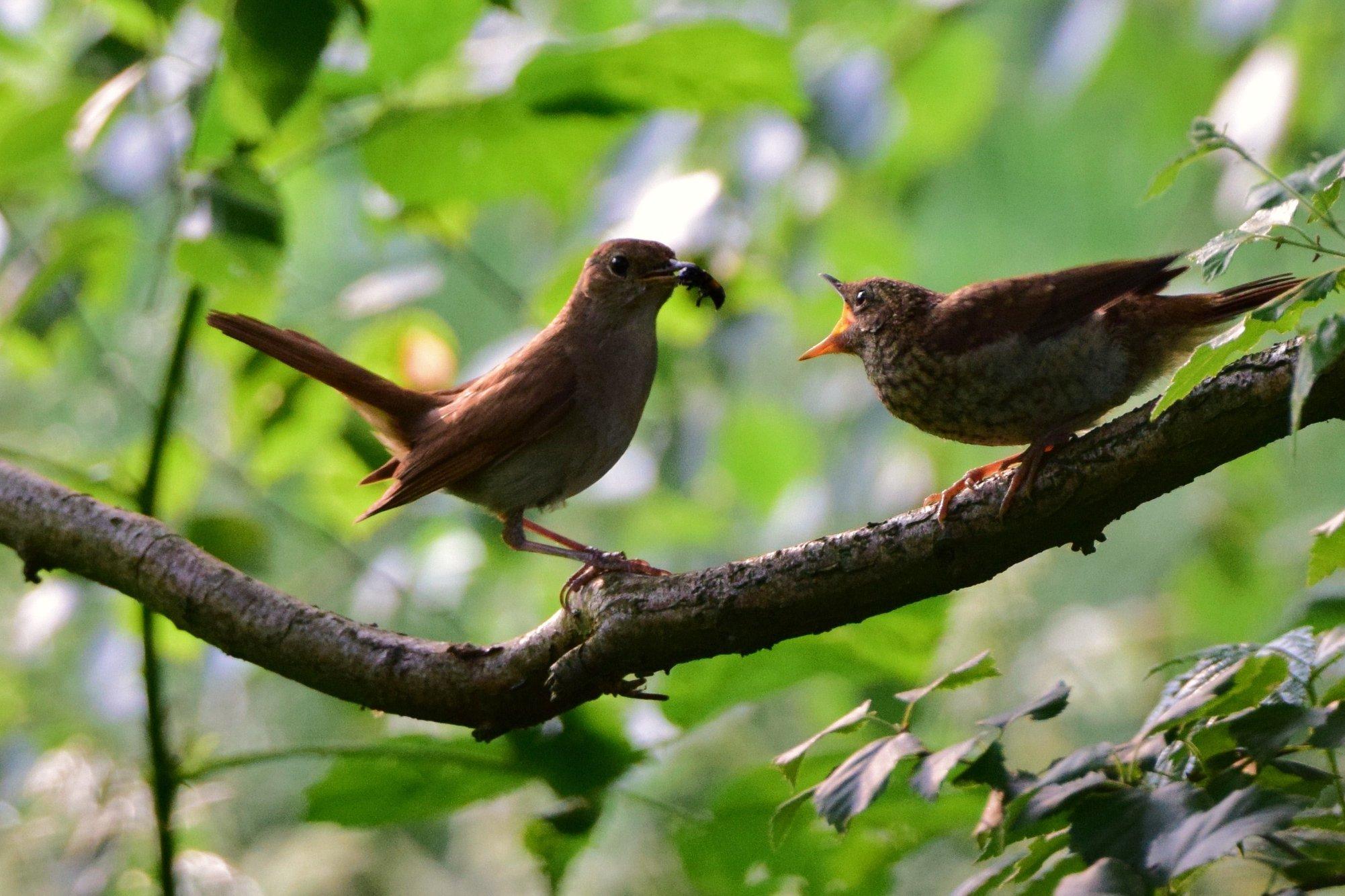 Lezing: De wondere wereld van de vogels (Deinze)