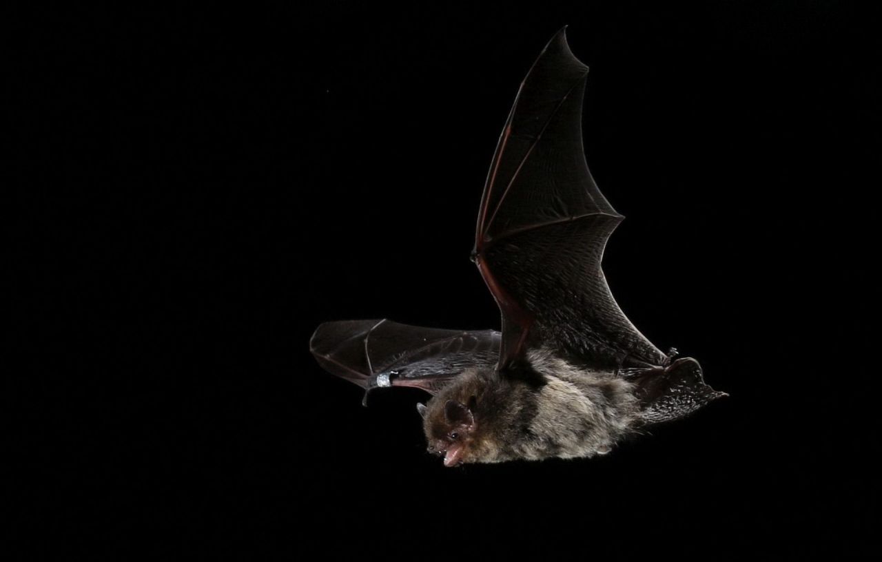 Vleermuizen
