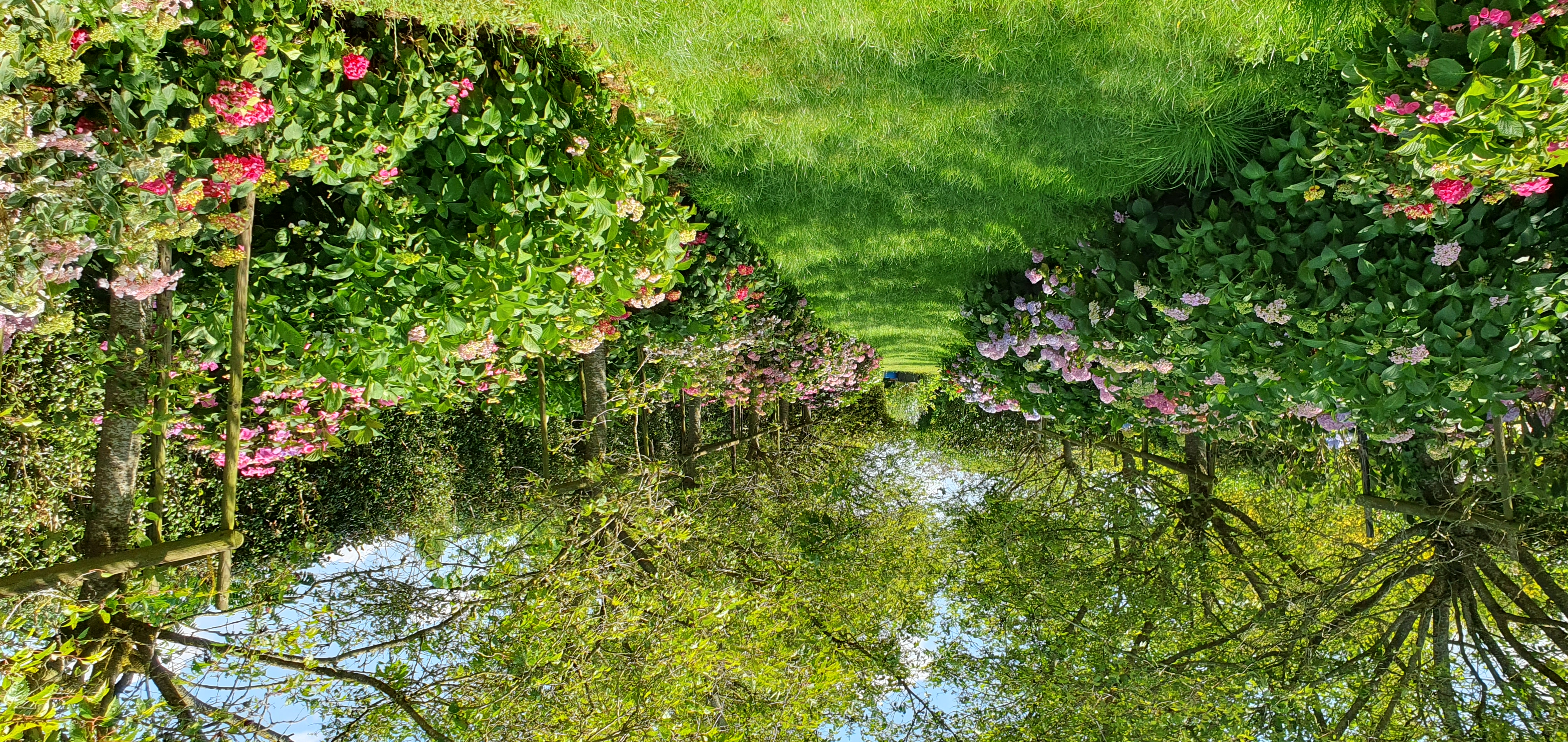 deze hortensiadreef loopt naar de poort van onze fruitboomgaard