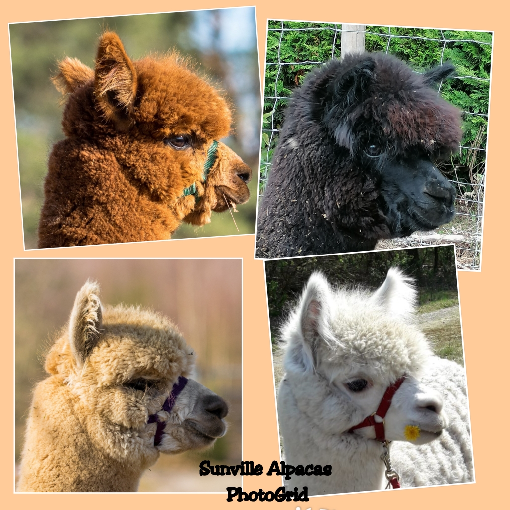 De alpaca's