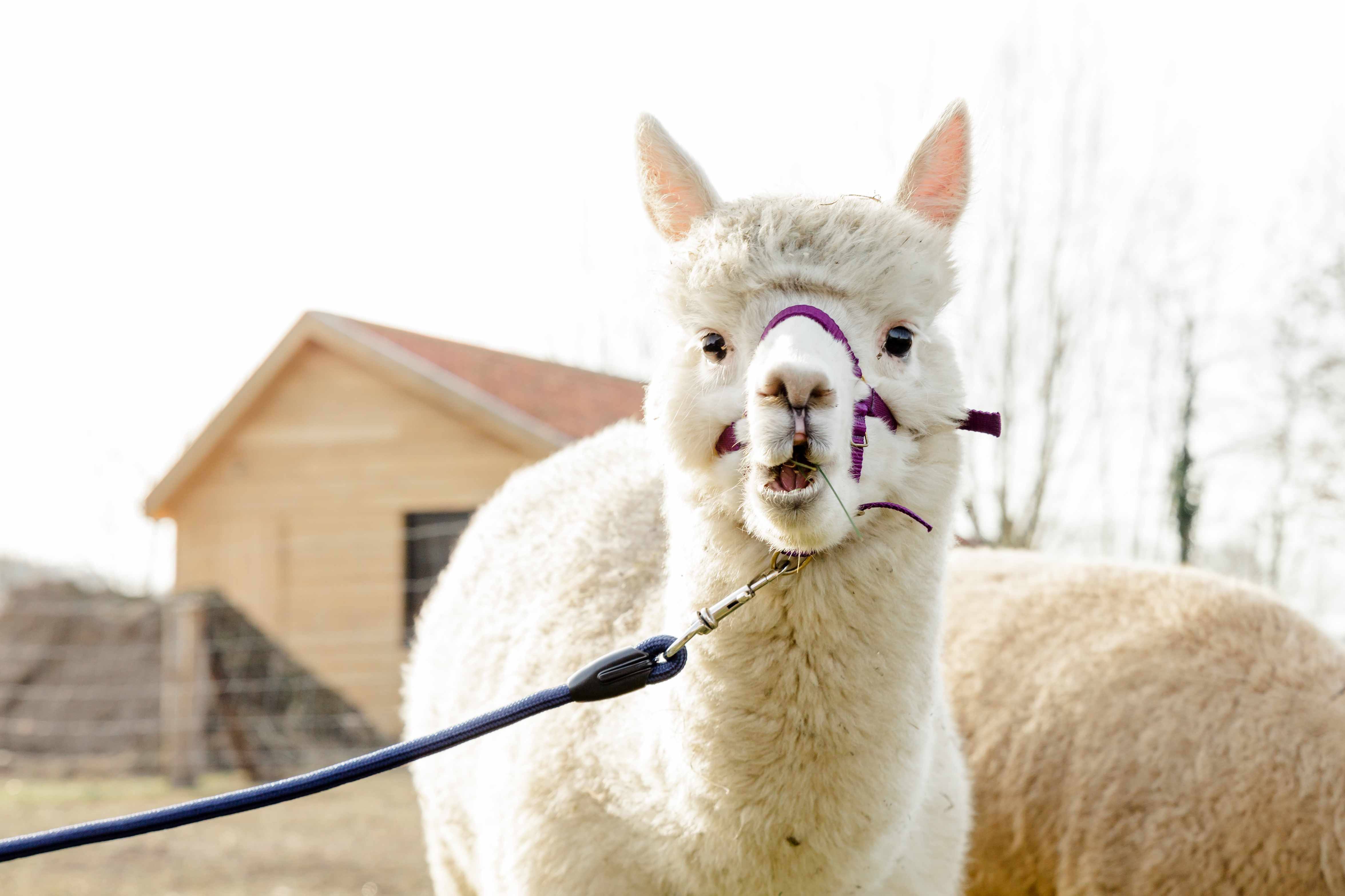 alpaca wandeling door sunset Alpaca