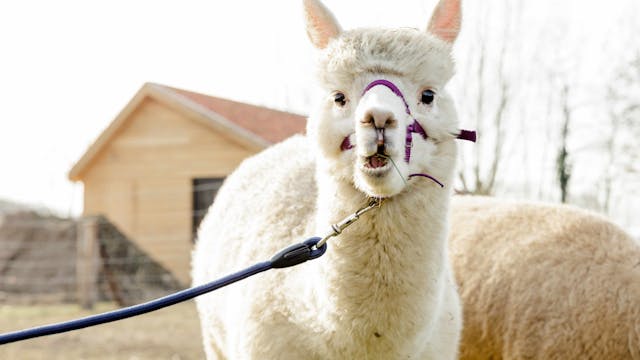 alpaca wandeling door sunset Alpaca