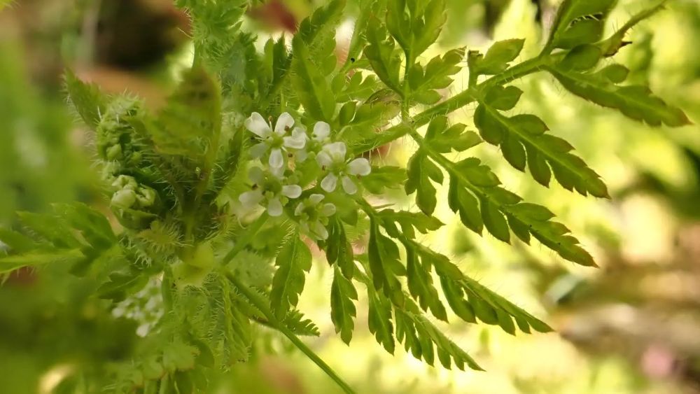 Wilde verwanten van onze groenten.jpg