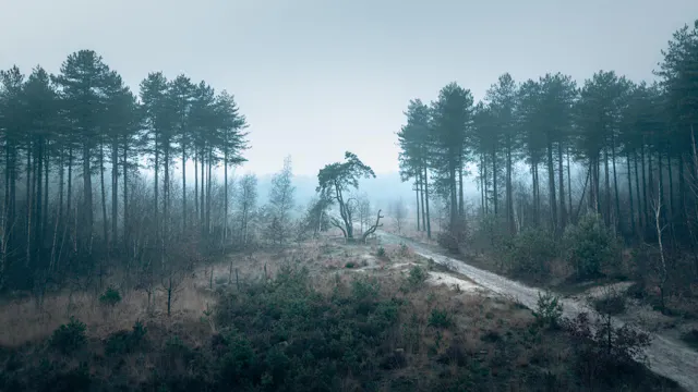 een bos met de 8 Zalighedenboom