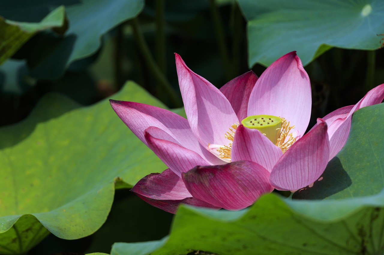 lotus