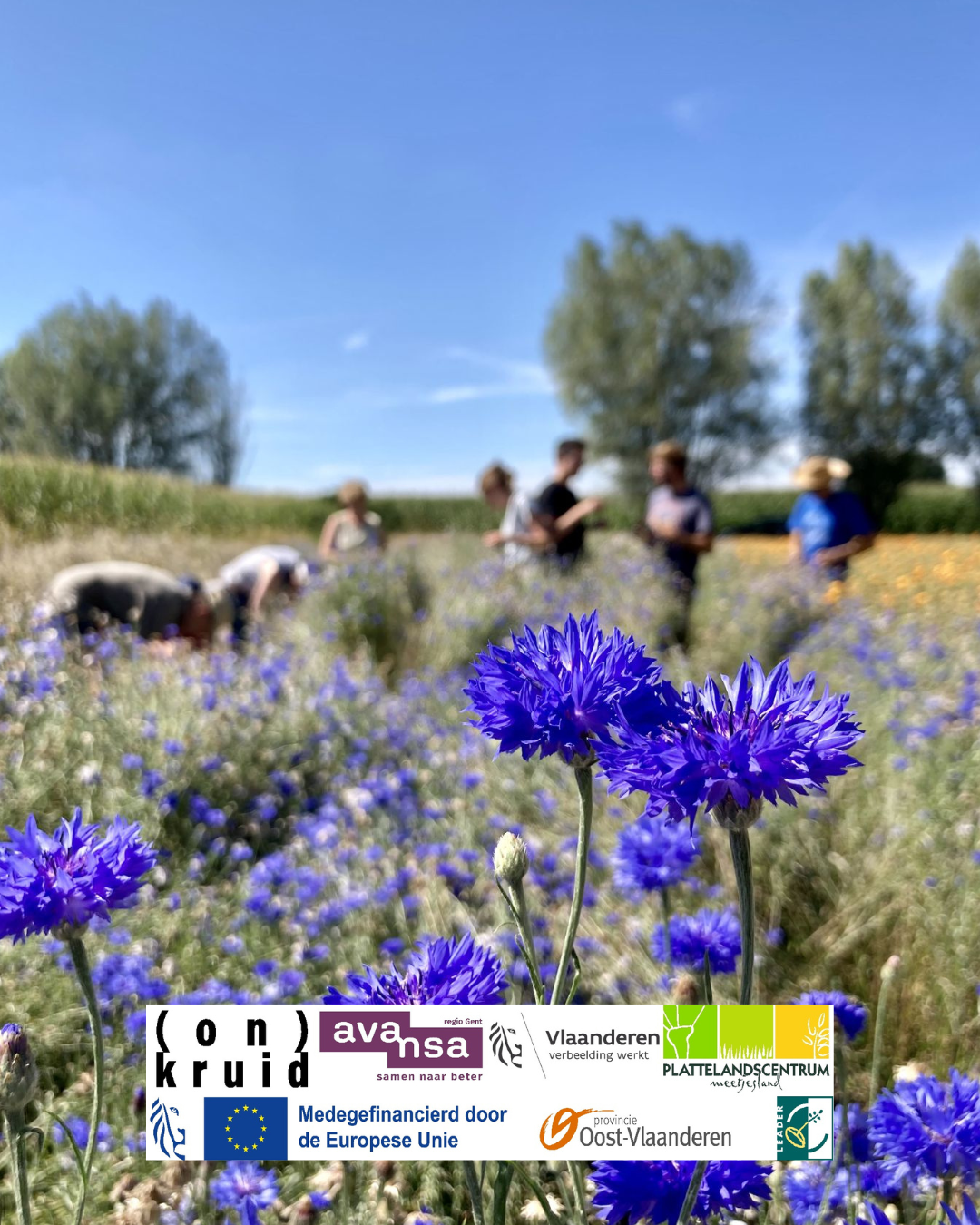 Thee tasting tussen bloemen en kruiden