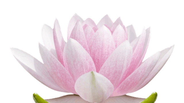 Image for gzbd activity