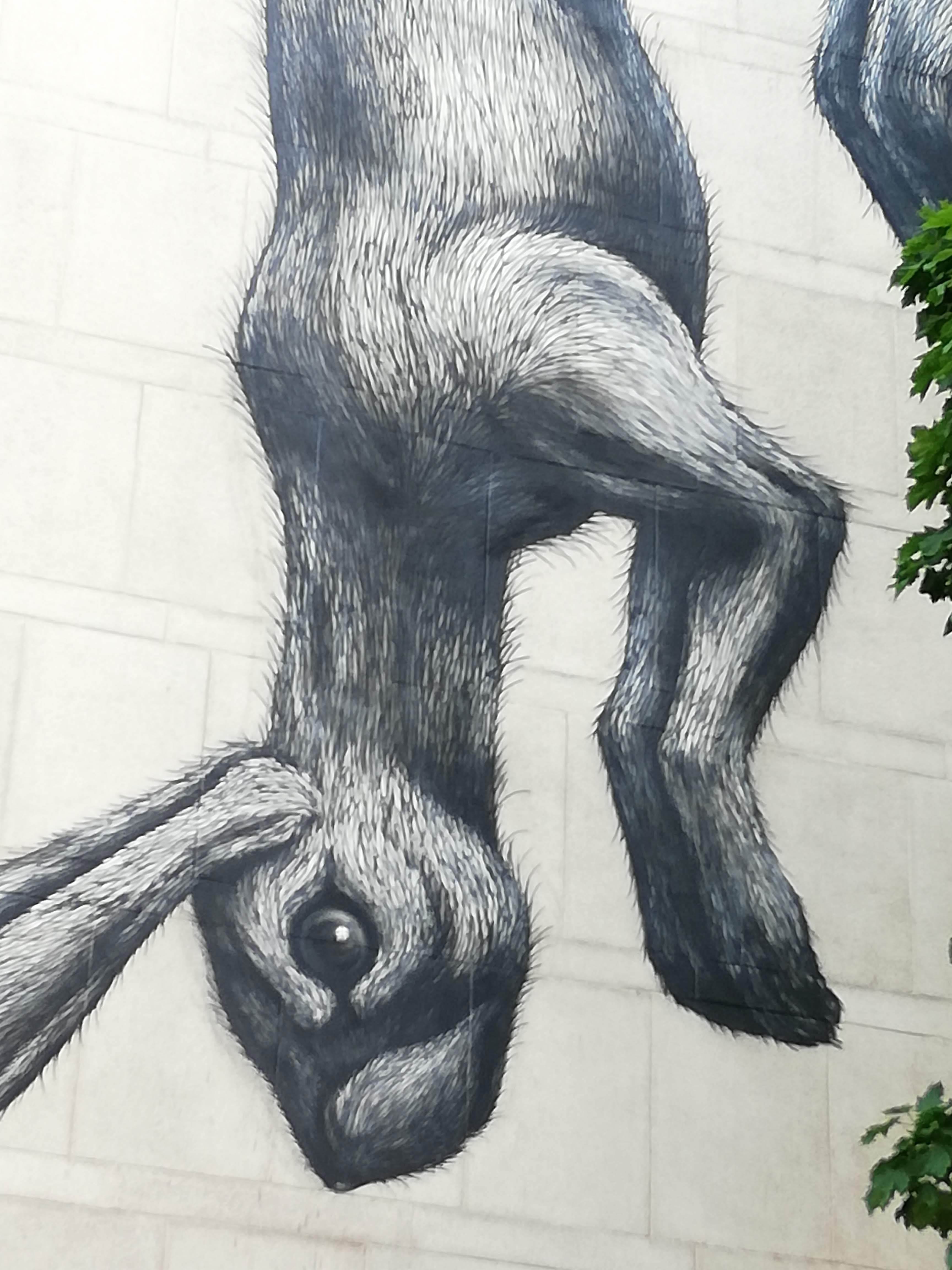 Streetart Roa Papegaaiwijk