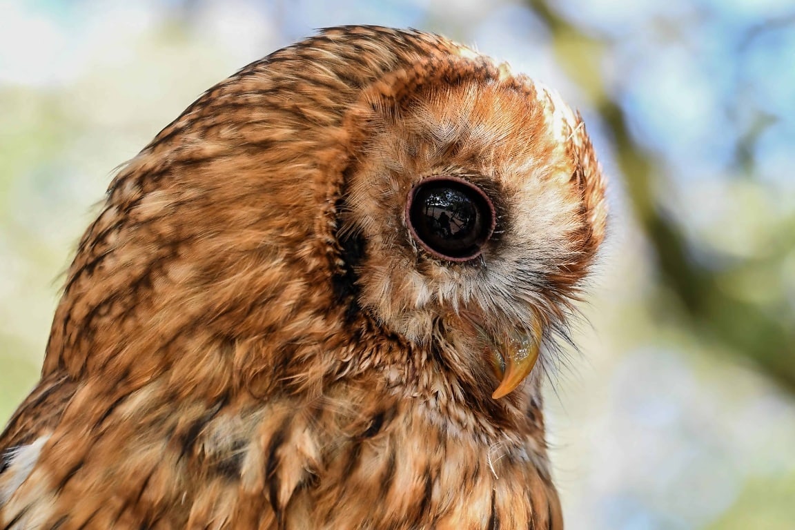 Chouette hulotte