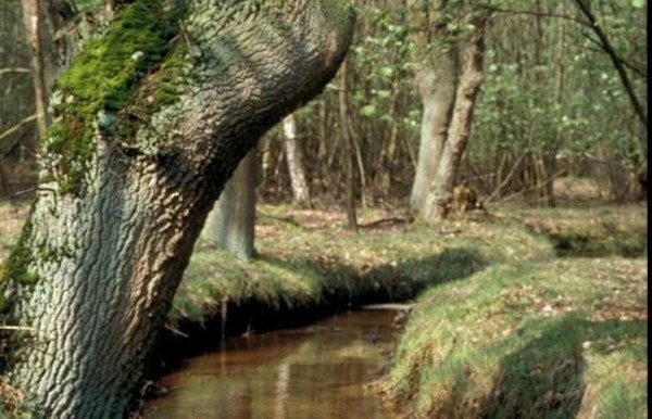 Natuur in de Vallei van de Zwarte Beek