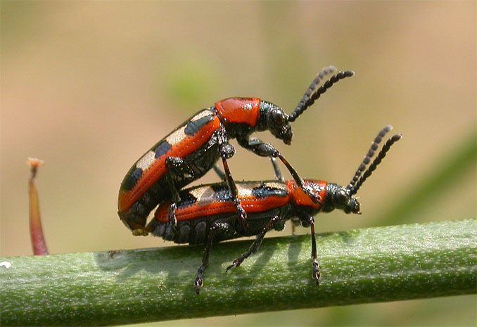 Kriebelbeestjes in de duinen