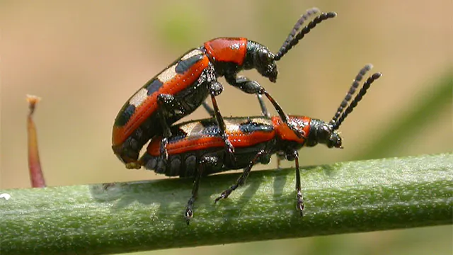 Kriebelbeestjes in de duinen