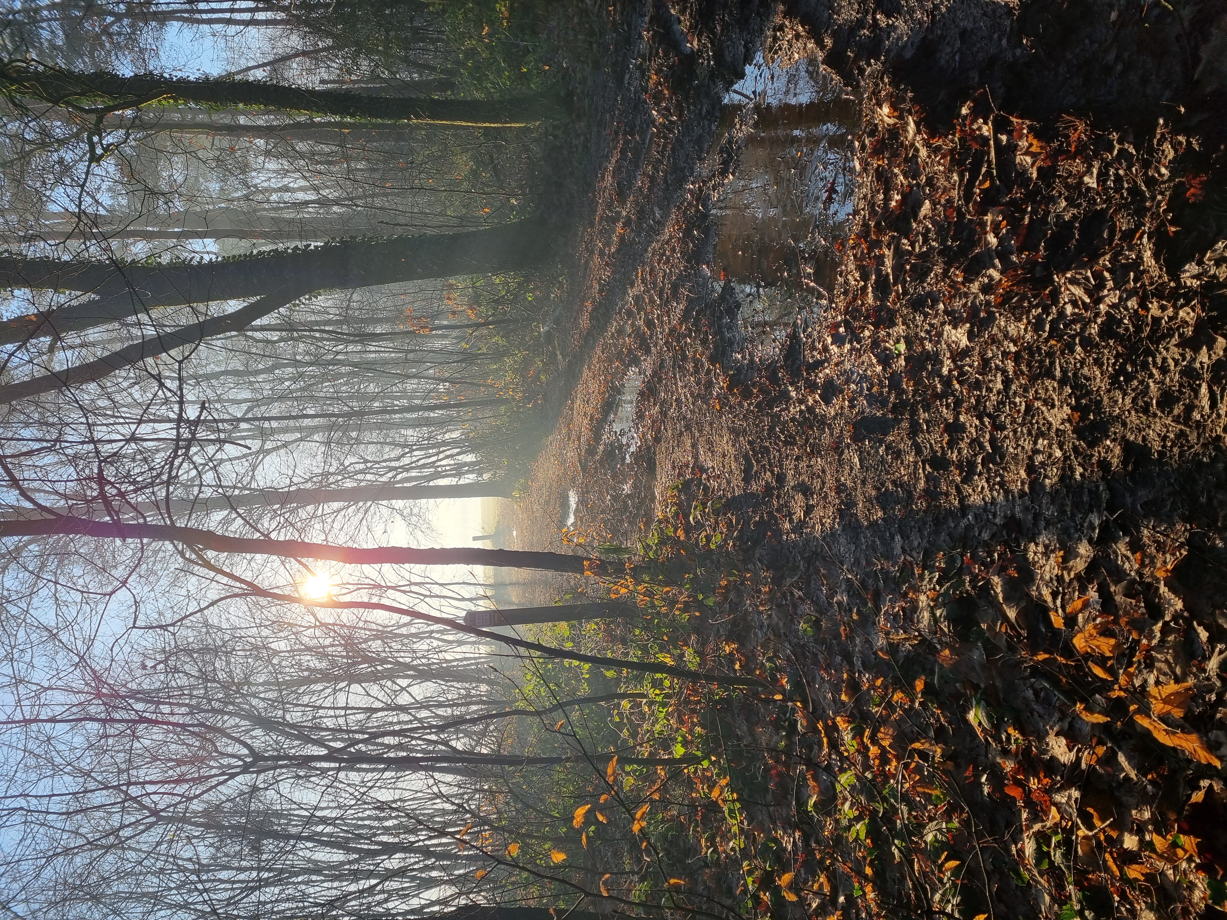 Heggebos in winterzon