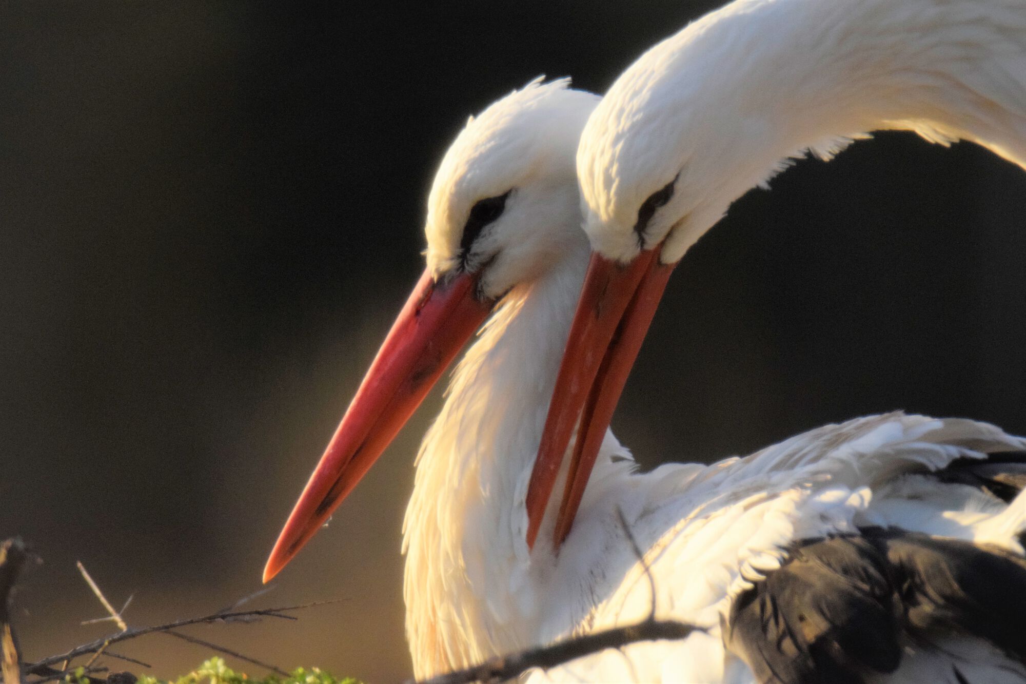 GEMEENTEBESTUUR KNOKKE-HEIST