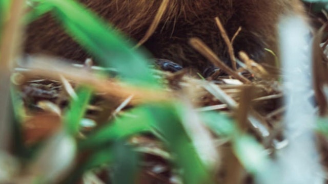 Bever