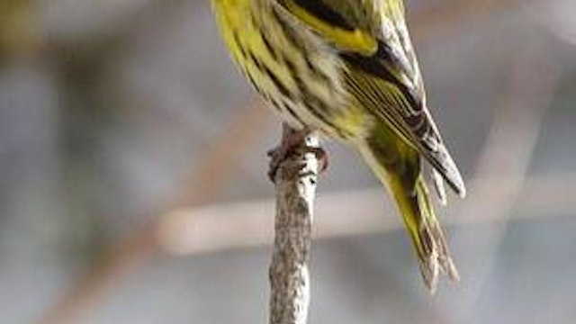Het Grote Vogelweekend - wintervogelwandeling en doorlopend voedertaartjes en pindasnoeren maken