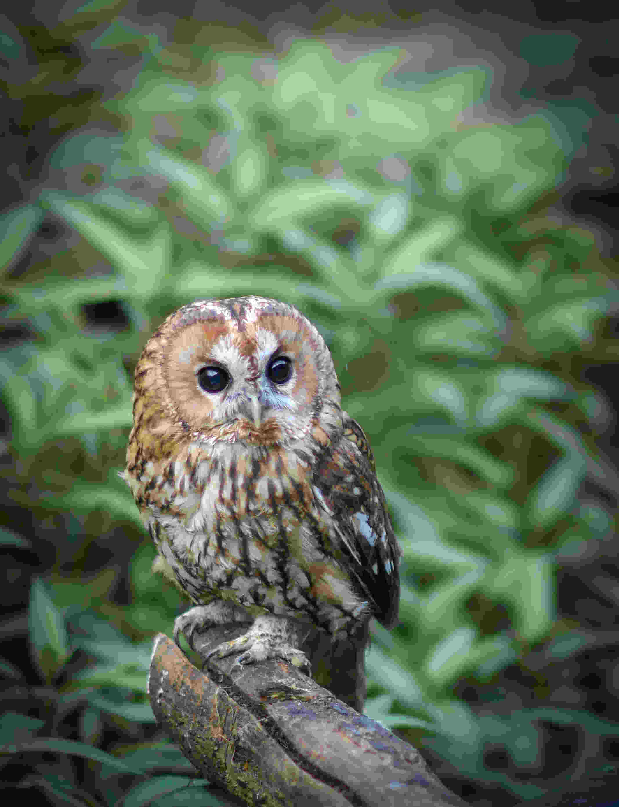 Natuurwandeling uilen.jpg