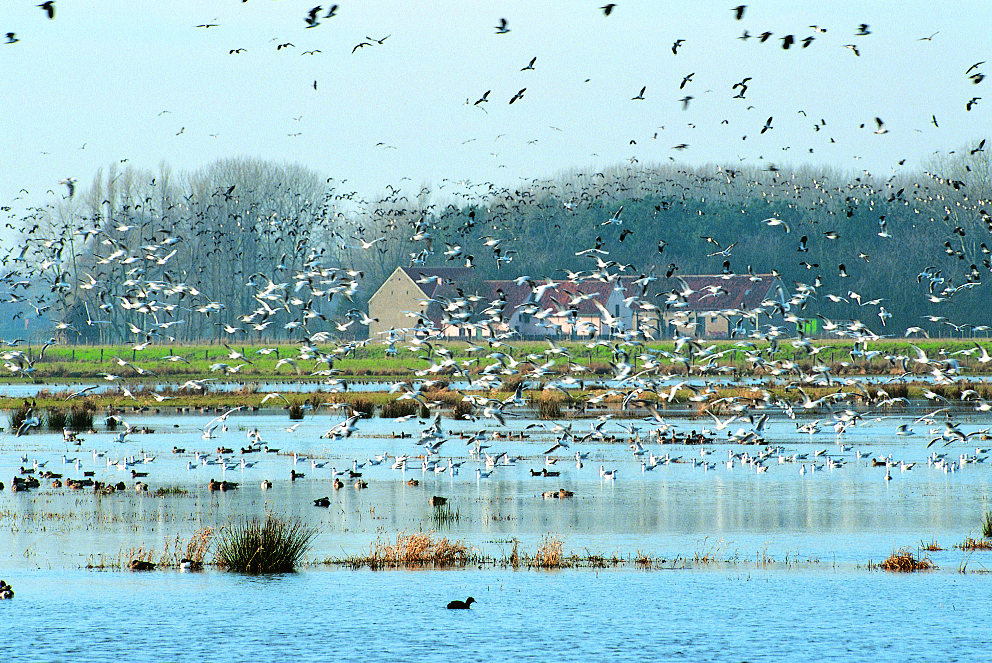 Wandelen in de Bourgoyen-Ossemeersen
