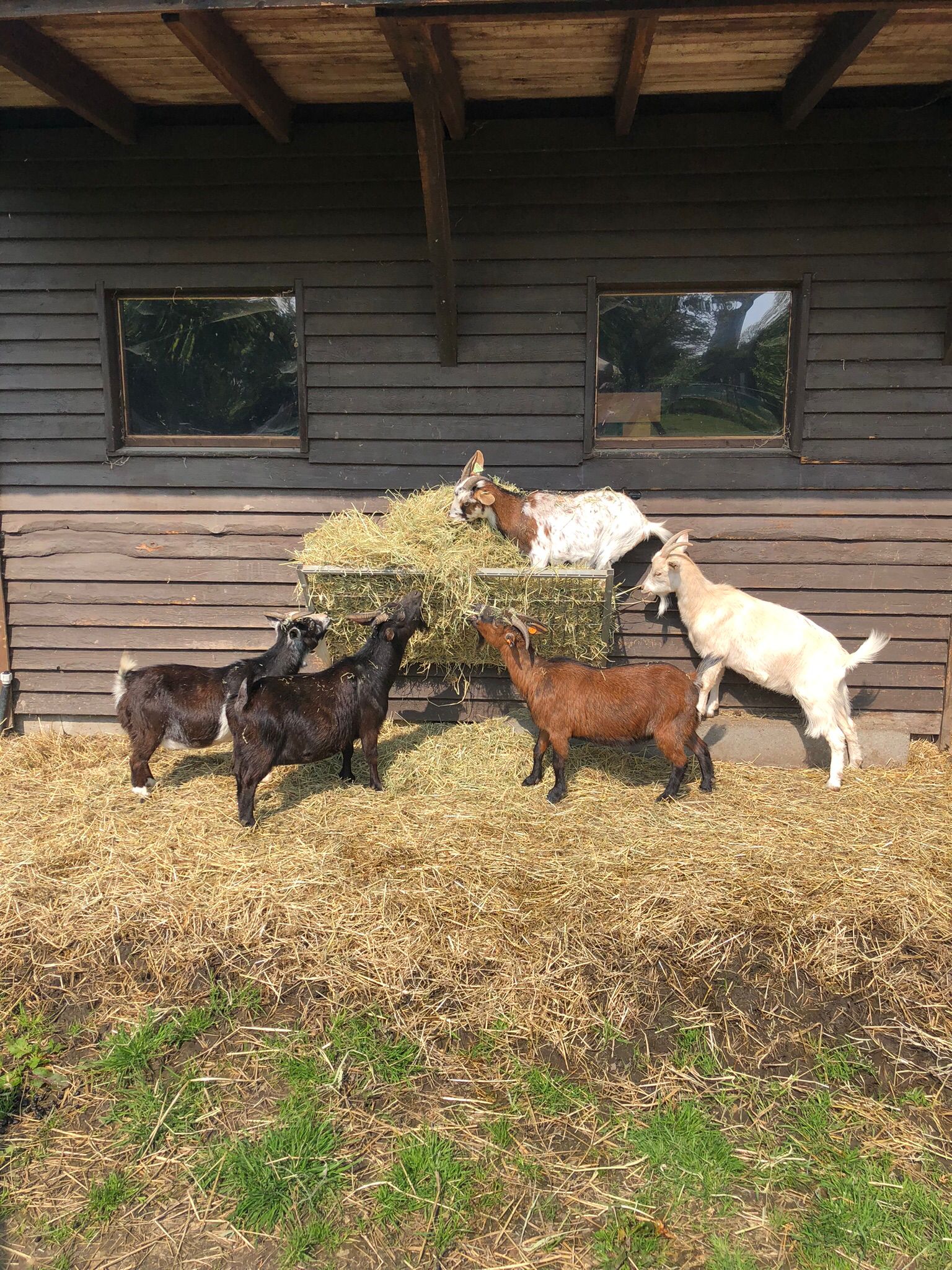 Kinderboerderij Wilrijk