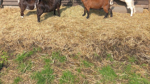 Kinderboerderij Wilrijk